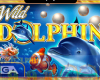 Wild Dolphin GameArt